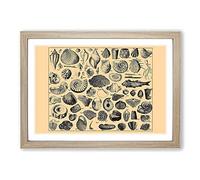 Encyclopedia Shells Framed Print | A2 Oak Framed Wall Art | Ready to Hang | Modern Nature Picture | Living Room Bedroom Lounge Office
