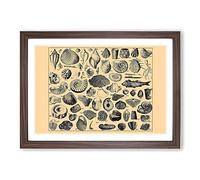 Encyclopedia Shells Framed Print | A2 Walnut Framed Wall Art | Ready to Hang | Modern Nature Picture | Living Room Bedroom Lounge Office