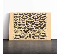 Encyclopedia Vintage Butterflies and Insects (1) Canvas Print | Gallery Wrapped 30mm Frame Wall Art | 20x14 inches | Ready to Hang | Retro Picture | Living Room Bedroom Lounge Office