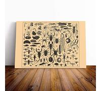 Encyclopedia Vintage Insects (1) Canvas Print | Gallery Wrapped 30mm Frame Wall Art | 20x14 inches | Ready to Hang | Classic Picture | Living Room Bedroom Lounge Office