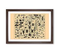 Encyclopedia Vintage Insects (1) Framed Print | A2 Walnut Framed Wall Art | Ready to Hang | Classic Nature Picture | Living Room Bedroom Lounge Office