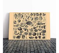 Encyclopedia Vintage Shells (1) Canvas Print | Gallery Wrapped 30mm Frame Wall Art | 24x16 inches | Ready to Hang | Classic Animals Picture | Living Room Bedroom Lounge Office