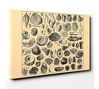 Encyclopedia Vintage Shells (1) Canvas Print | Gallery Wrapped 30mm Frame Wall Art | 30x20 inches | Ready to Hang | Classic Animals Picture | Living Room Bedroom Lounge Office
