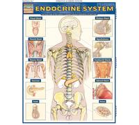 Endocrine System: QuickStudy Laminated Anatomy Reference Guide (Quick Study Academic)
