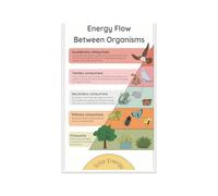 Energy Flow Between Organisms Educational Poster Food Chain Food Web Ecology for Middle School High School Biology Classroom Decor Producers Consumers Decomposers Must Have(Framed,16x24inch(40x60cm))
