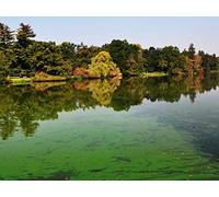 Energy Harvesting in Animals and Plants