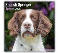 English Springer Spaniel 2025 Square Wall Calendar | Dog Breed Calendar: Original Avonside-Kalender [Mehrsprachig] [Kalender]