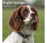 Eng Springer Spaniel (Euro) Calendar 2024 | Square Dog Breed Wall Calendar - 16 Month