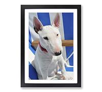English Bull Terrier Framed Print | A2 Oak Framed Wall Art | Ready to Hang | Modern Animal Picture | Living Room Bedroom Lounge Office