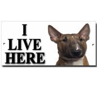 English Bull Terrier warning,security metal sign. I LIVE HERE