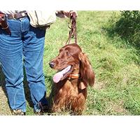 English Bulldog, Collie, Wire Fox Terrier, Cavalier King Charles Spaniel