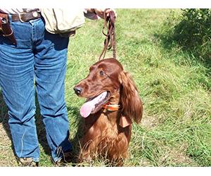 English Bulldog, Collie, Wire Fox Terrier, Cavalier King Charles Spaniel