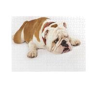 English Bulldog Photography Of Sad And Tired Bulldog With Brown Cream,500 Pieces Puzzles for Adults-Wooden Jigsaw Puzzle for Adults Elderly