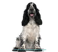 English Cocker Spaniel Affirmations Workbook English Cocker Spaniel Presents: Positive and Loving Affirmations Workbook. Includes: Mentoring Questions, Guidance, Supporting You.