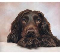 English Cocker Spaniel pet dog animal DIY Oil Painting kit, Paint by Numbers kit for Kids and Adults 40x40cm
