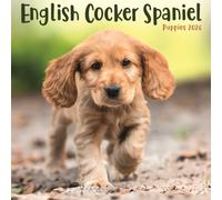 English Cocker Spaniel Puppies Square Mi
