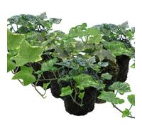 English Ivy Mixed Evergreen Climbing And Trailing Plants 10.5Cm Pot 6 Pack