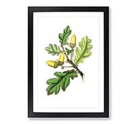 English Oak Tree Illustration Framed Print | A2 Oak Framed Wall Art | Ready to Hang | Modern Floral Picture | Living Room Bedroom Lounge Office