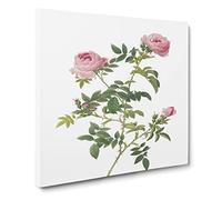 English Roses in Pink by Pierre Joseph Redoute Canvas Print | Gallery Wrapped 30mm Frame Wall Art | 20x20 inches | Ready to Hang | Retro Floral Picture | Living Room Bedroom Lounge Office
