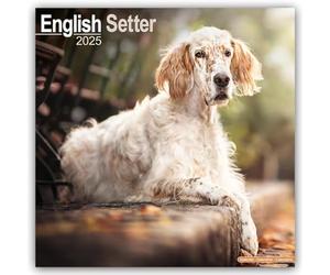 English Setter 2025 Square Wall Calendar | Dog Breed Calendar
