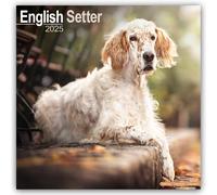 English Setter 2025 Square Wall Calendar Dog by Publishing Avonside | 2024