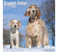 English Setter 2026 Calendar | Square Wall Calendar | Dog Breed Gift | Plastic Free Packaging | by Avonside Publishing