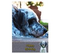 English Setter Dog Birthday Card