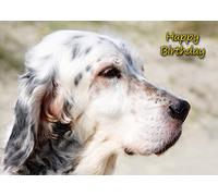 English Setter Dog Birthday Card