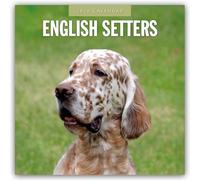 English Setters 2026 Square Wall Calendar
