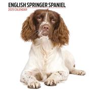English Springer Spaniel 2025 Modern Calendar