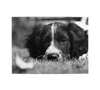 English Springer Spaniel,500 Pieces Puzzles for Adults-Wooden Jigsaw Puzzle for Adults Elderly