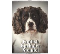 English Springer Spaniel: Dog breed overview and guide