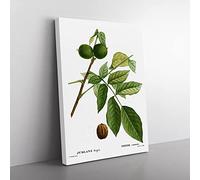 English Walnut Tree By Pierre Joseph Redoute Vintage Canvas Wall Art Print Ready to Hang, Framed Picture for Living Room Bedroom Home Office Décor, 60x40 cm (24x16 Inch)