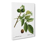 English Walnut Tree By Pierre Joseph Redoute Vintage Canvas Wall Art Print Ready to Hang, Framed Picture for Living Room Bedroom Home Office Décor, 30x20 Inch (76x50 cm)