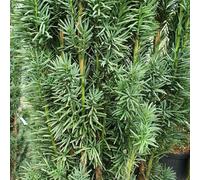 English Yew Conifer Tree Taxus Baccata Evergreen Plant 3L Pot Plant Theory Green One Size