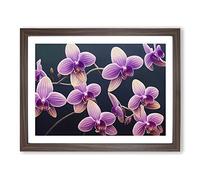 Enigmatic Orchid Flowers Framed Print | A2 Walnut Framed Wall Art | Ready to Hang | Modern Floral Picture | Living Room Bedroom Lounge Office