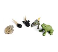 Enjoyaa 5Pcs Frog Metamorphosis Life Cycle Figurines, Realistic Plastic Biology Teaching Model, Mini Animal Statues for Classroom Science Teaching & Bonsai Micro Landscape Decoration