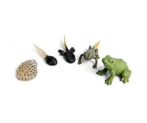 Enjoyaa 5Pcs Frog Metamorphosis Life Cycle Figurines, Realistic Plastic Biology Teaching Model, Mini Animal Statues for Classroom Science Teaching & Bonsai Micro Landscape Decoration