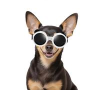 Enjoying Dog Goggles Small Breed, UV Protection Chihuahua Sunglasses XSmall Breed, Driving Puppy Eye Protection, Windproof Dustproof Anti-Fog, Breathable, Adjustable Straps, Panda White