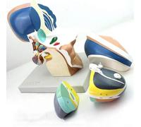 Enlarged 3 Times Enlarged Thalamus Model Human Brain Model And Nervous System Anatomy Model Fit Four Removable Parts Shows The Diencephalon And Part of The Telencephalon
