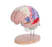 Enlarged 4-Part Color-Coded Human Brain Model Educational Foam/PVC Brain with 50+ Markers and Display Stand Human Model