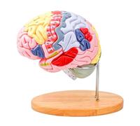 Enlarged Anatomical Human Head Model with Color Coded Cerebral Structure for Clinical Training Classroom Demonstration Educational Mind Model