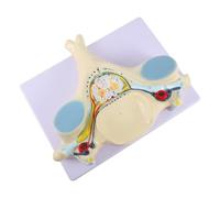 Enlarged Cervical Spine Model Fifth PVC Anatomical Study Aid