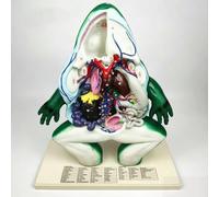 Enlarged Frog Anatomy Model with Numbered Organs and English Study Guide, Double-Sided Anatomy Study Tool for Homeschool Biology, School Projects and Amphibian Learning