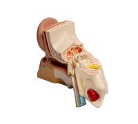 Enlarged Human Ear Anatomy Model Shows Outer Ear Inner Ear Structure Anatomical Auditory Organ Model for Lecture Report