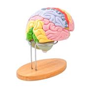 Enlarged Human Head Anatomy Model with Detachable Lobes Brainstem for Classroom Demonstration Clinical Setting Mind Function Demonstration Model