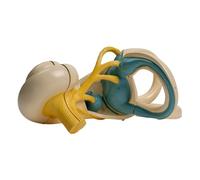 Enlarged Human Inner Ear Anatomy Model Removable Human Internal Ear Model Shows Detail of Internal for Doctor Cochlear Study