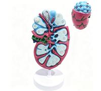 Enlarged Human Lymph Node Microstructure Model, Lymph Node Anatomy Model
