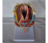 Enlarged Larynx Anatomical Model - Human Organ Anatomical Model Larynx Model - Removable 7 Parts Medical Teaching Model - for Study Display Teaching Medical Model