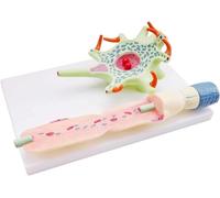 Enlarged Model of Neuron Cell Body and Nerve Fiber Structure Model Human Neuron Times Enlarged Nervous Systemanatomy Model Lab Medical Science Teaching Tools